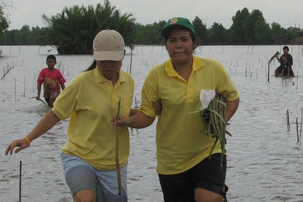 Volunteers planting saplings in a mangrove forest