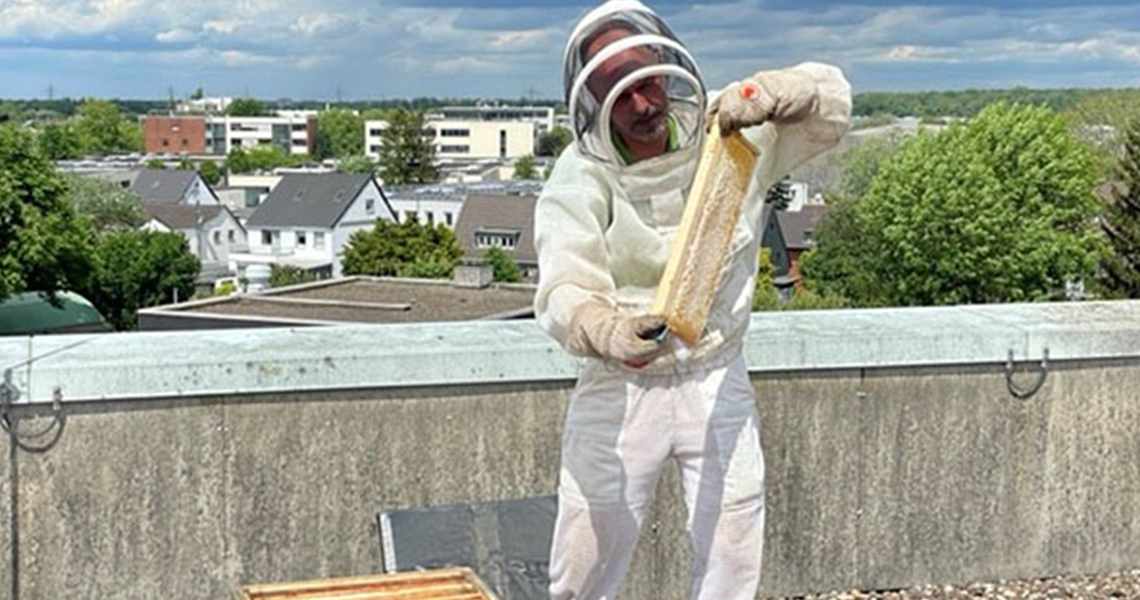 A beekeeper inspecting a honeycomb located on the roof of Johnson Controls’ HQ in Germany